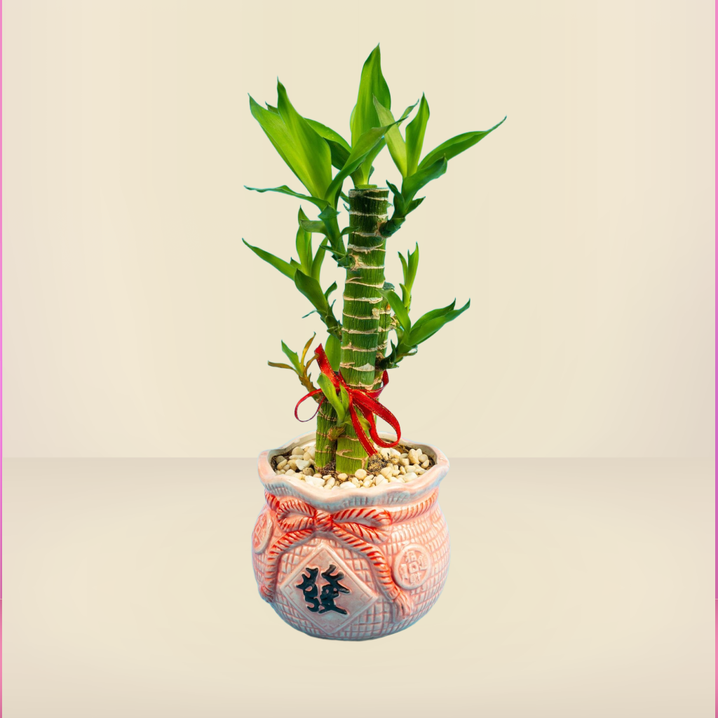 Dracaena Sanderiana